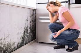 Morgan Hill, CA Mold Prevention & Removal  Company